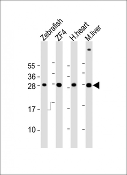 AK2 Antibody (Center)