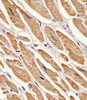 AK2 Antibody (Center)
