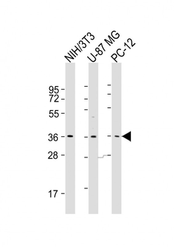 COPS5 Antibody (Center)