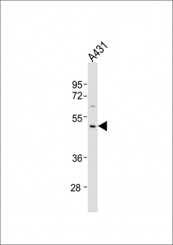 MMP23A Antibody (C-Term)