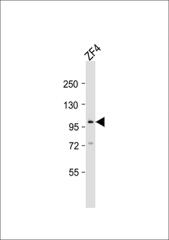 (DANRE) atg9a Antibody (C-Term)