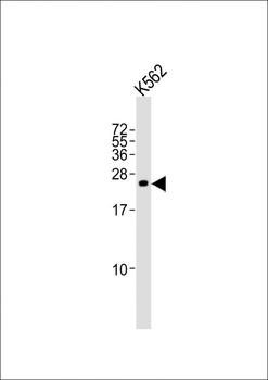 SLA2 Antibody (Center)