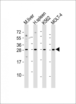 SLA2 Antibody (Center)