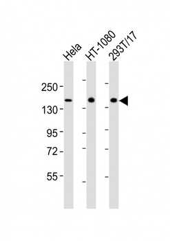 RAPGEF2 Antibody (C-term)