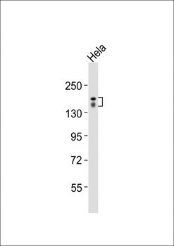 RAPGEF1 Antibody (Center)
