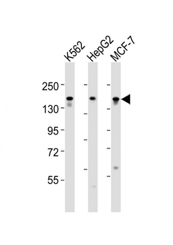 RAPGEF1 Antibody (Center)