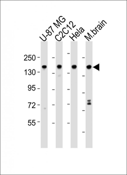 SMARCC1 Antibody (C-term)