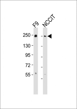 PBRM1 Antibody (C-term)