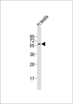 ISYNA1 Antibody (C-term)