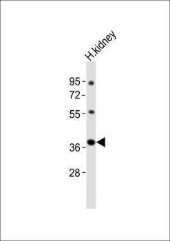 Npy2r Antibody (N-term).ctrl