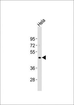NODAL Antibody