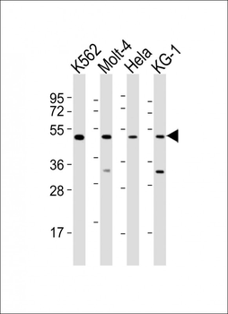 GATA2 Antibody (Center)
