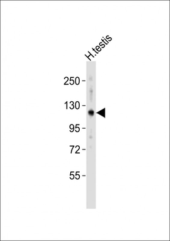HERC4 Antibody (Center)