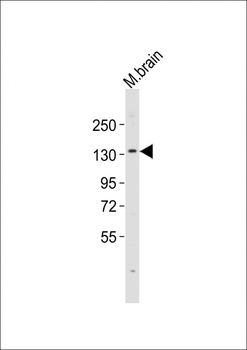 (Mouse) Ehmt2 Antibody (Center)