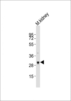 (Mouse) Eras Antibody (C-term)