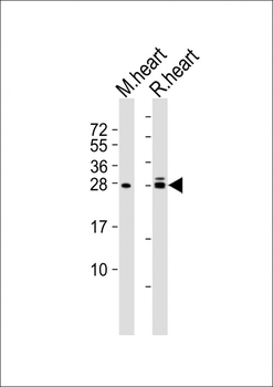 (Mouse) Eras Antibody (C-term)