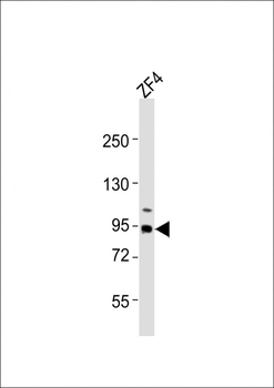 (DANRE) rrm1 Antibody (N-term)