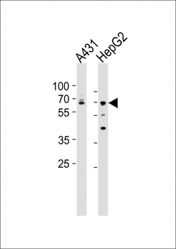 LMNA(Lamin-A/C) Antibody (Center)