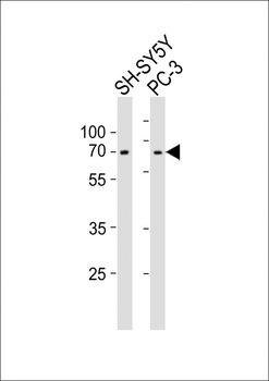LMNA(Lamin-A/C) Antibody (Center)