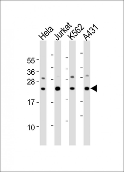 IL24 Antibody