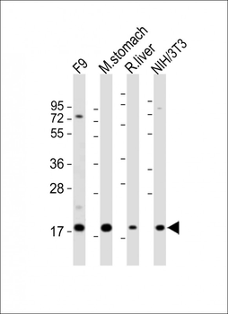 (Mouse) Shh Antibody (N-term)