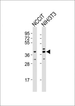 (Mouse) Rnf2 Antibody (Center)