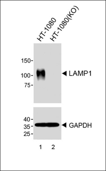 LAMP1 Antibody