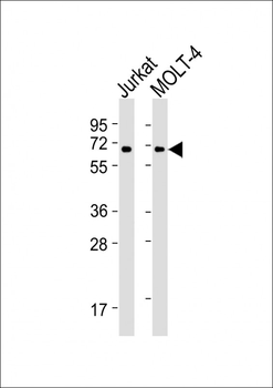 ZAP70 Antibody