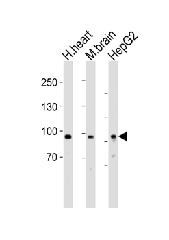 PROX1 Antibody (Center)