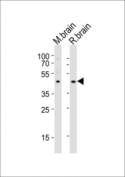 NPY2R Antibody (N-term)