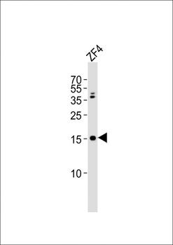 (DANRE) gabarapl2 Antibody (N-term)