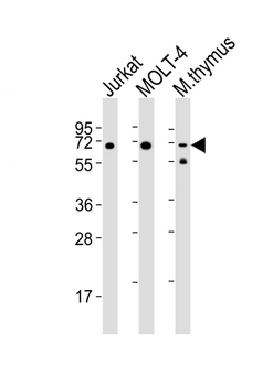 Zap70 Antibody