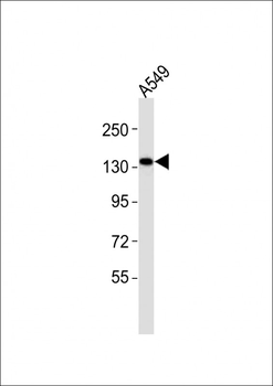 (Mouse) Epha1 Antibody (Center)