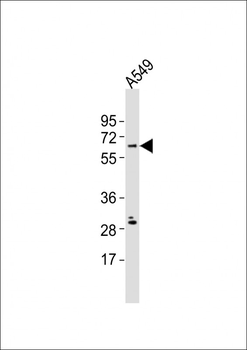NRBP2 Antibody (C-term)