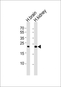 FGF9 Antibody
