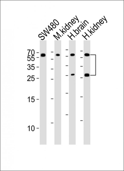 FGF9 Antibody