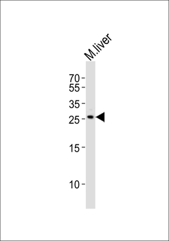 Mouse Noto Antibody (C-term)