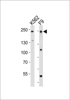 (Mouse) Dnmt1 Antibody (Center)