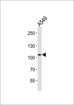 COG1 Antibody (C-term)