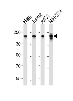 EHMT2 Antibody (Center)