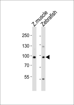 Zebrafish usp13 Antibody (Center)