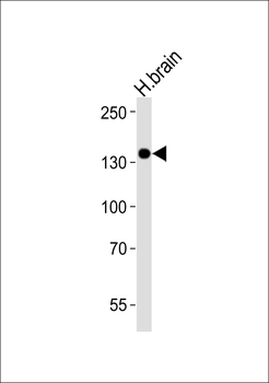 Ntrk3 Antibody