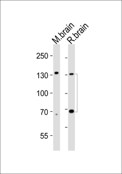 Ntrk3 Antibody