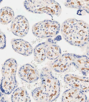 EHD2 Antibody (C-term)