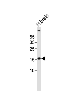 (DANRE) map1lc3a Antibody (N-term)