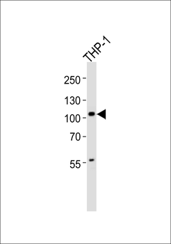 DZIP1 Antibody (C-term)