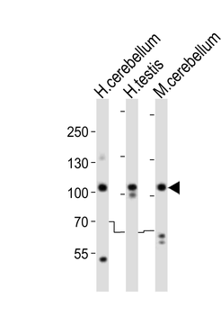 SKOR2 Antibody (C-term)