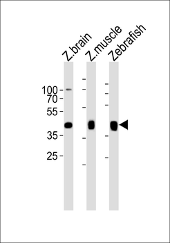 Zebrafish mylipb Antibody (C-term)