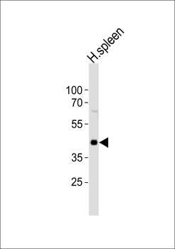 CHST12 Antibody (N-term)