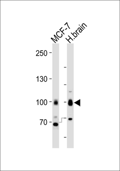 TLE1 Antibody (N-term)